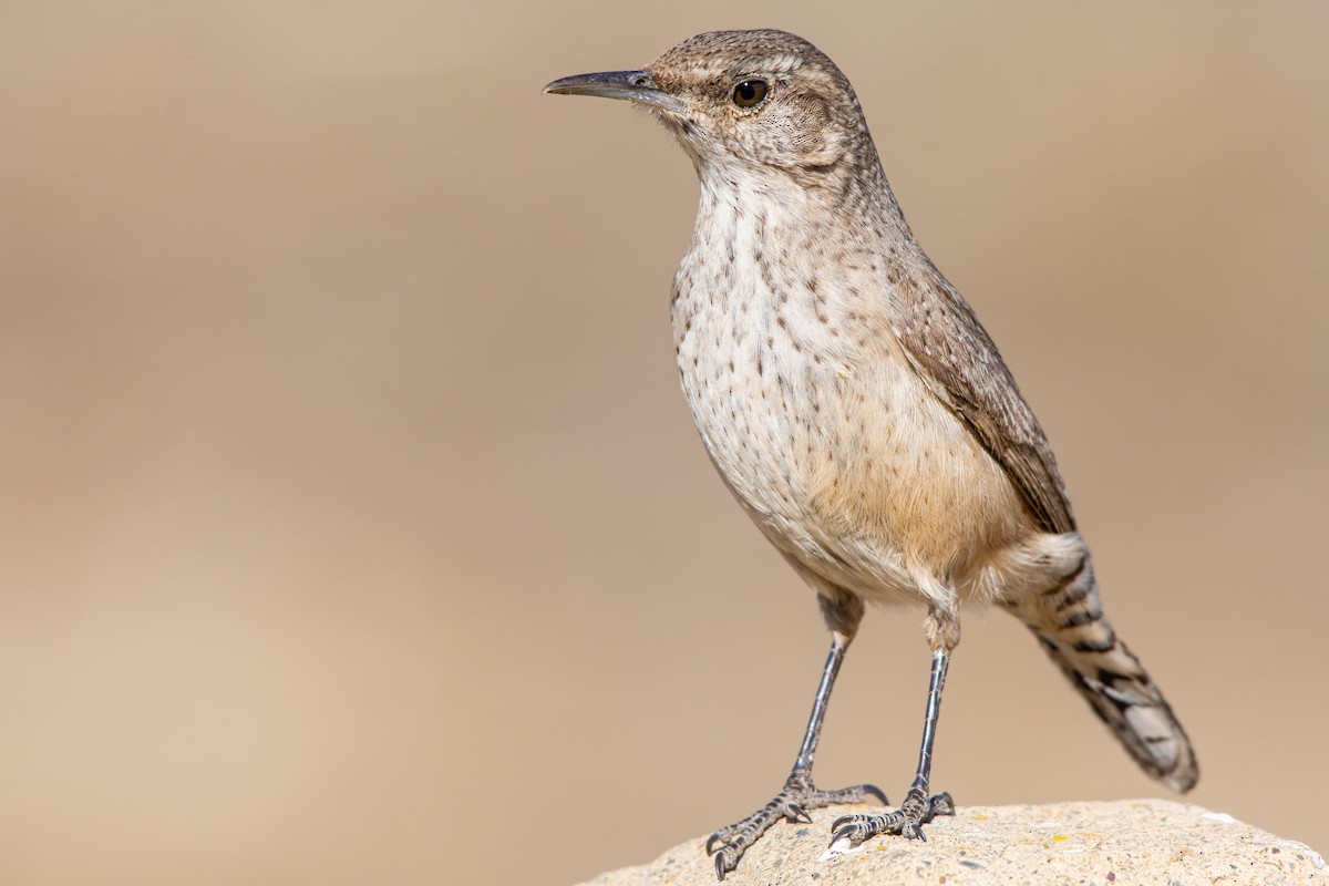Rock Wren - Drew Beamer