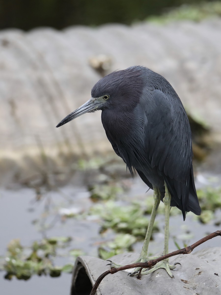 Little Blue Heron - ML297136731