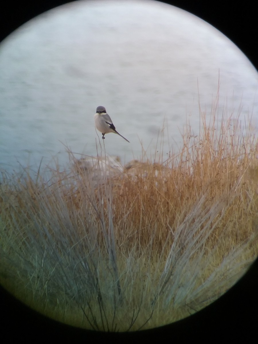 Loggerhead Shrike - ML297136751