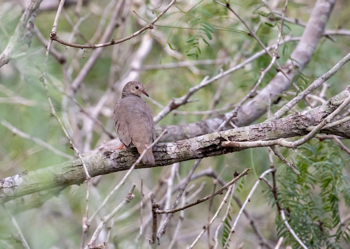 Common Ground Dove - ML297137081