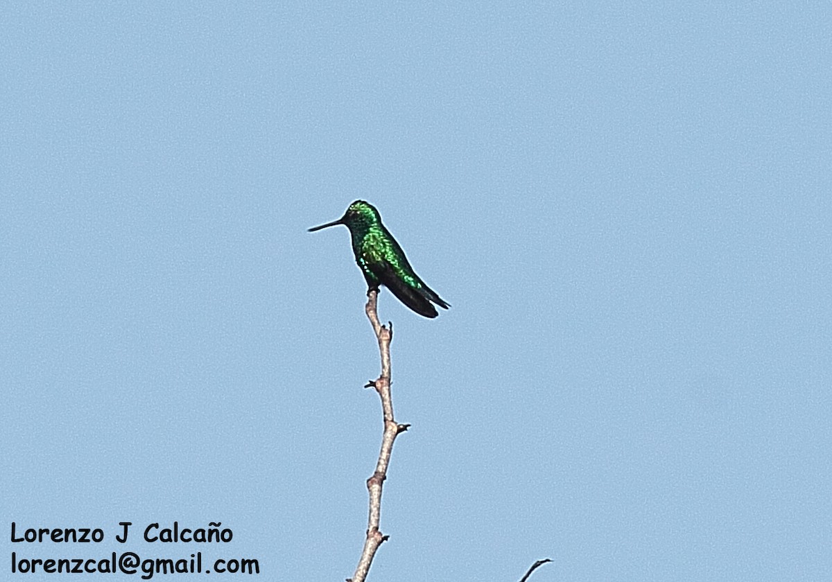 Blue-tailed Emerald - ML297138991