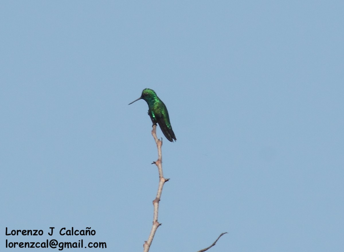 Blue-tailed Emerald - ML297139011