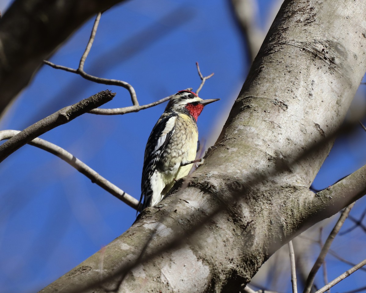 Yellow-bellied Sapsucker - ML297140101