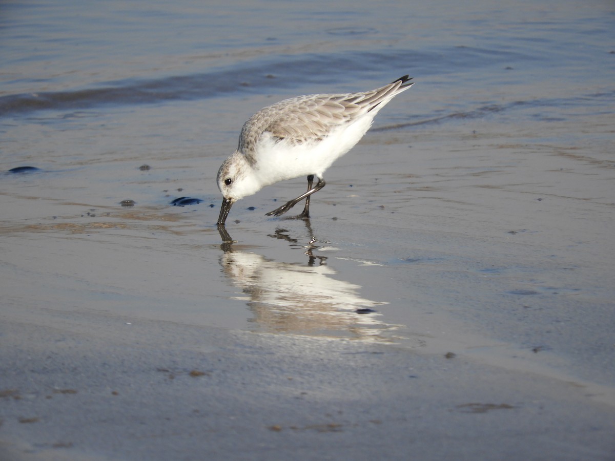 Sanderling - Richard Payne