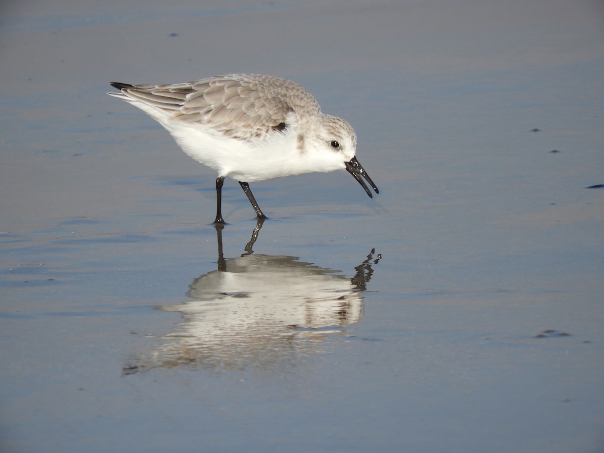 Bécasseau sanderling - ML297140541