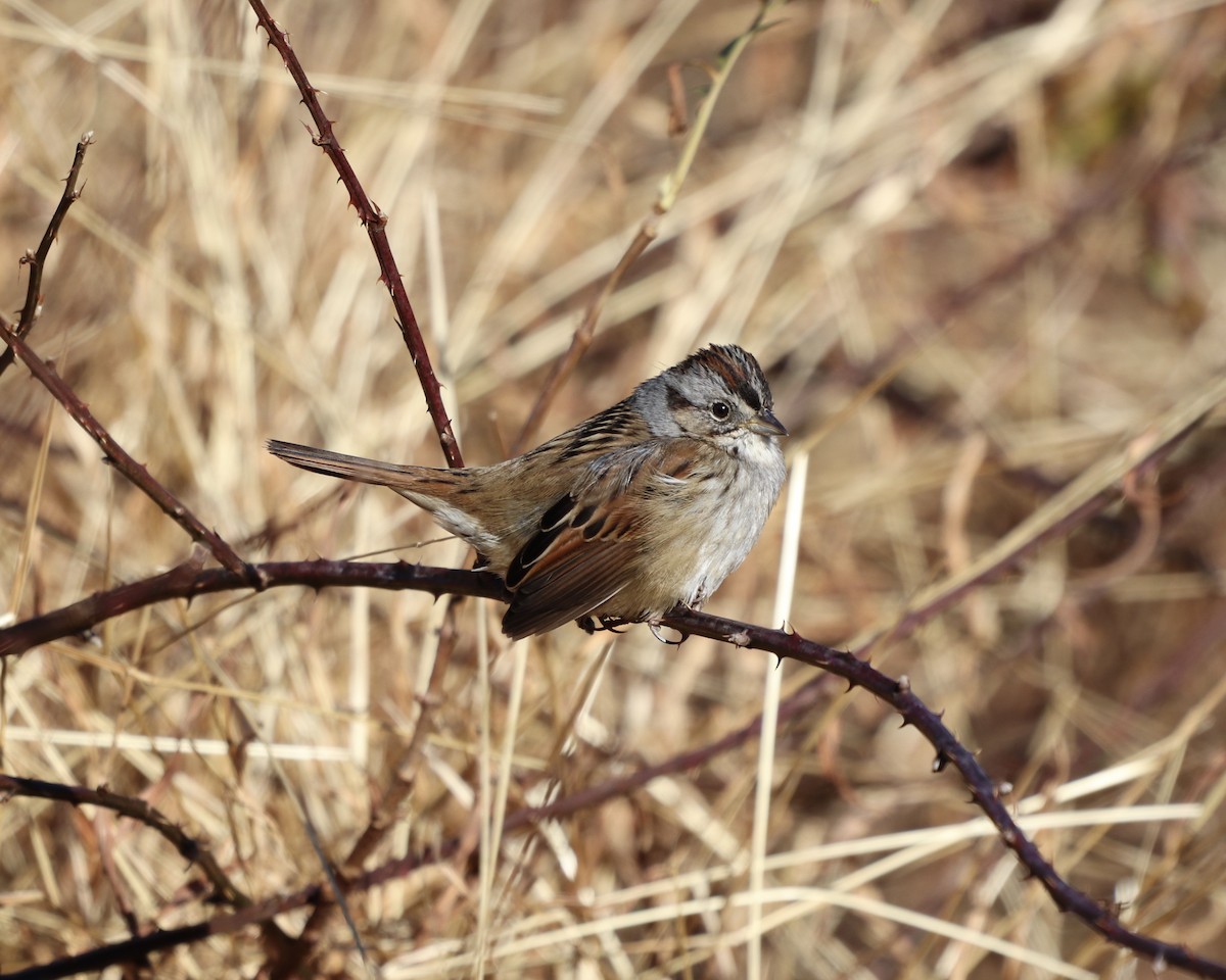 Swamp Sparrow - ML297140581