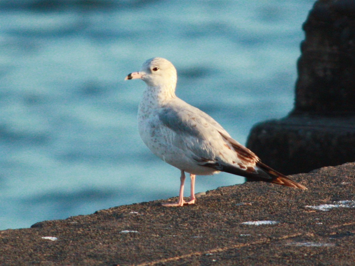 Ring-billed Gull - ML297143961