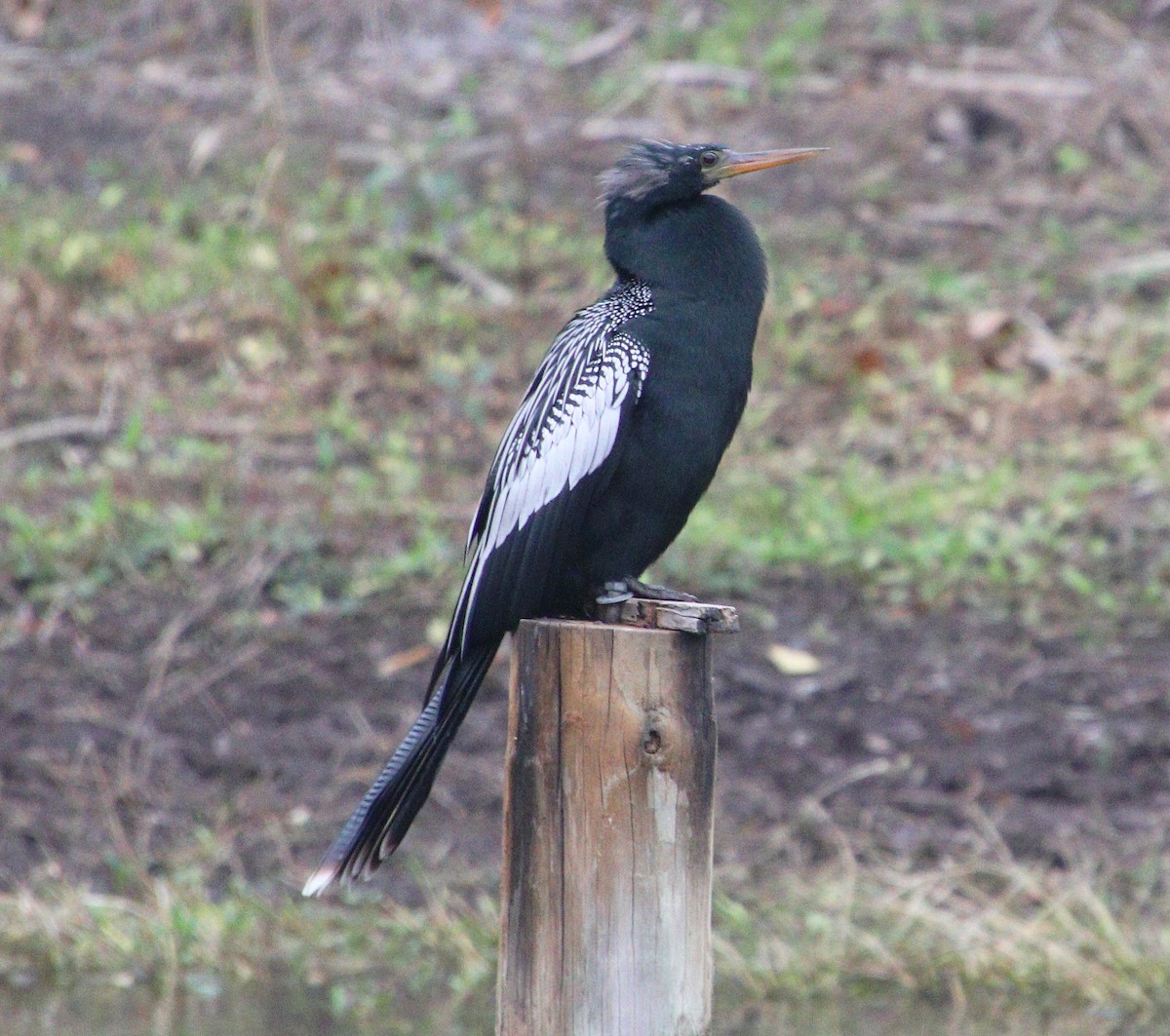 Anhinga Americana - ML297144711