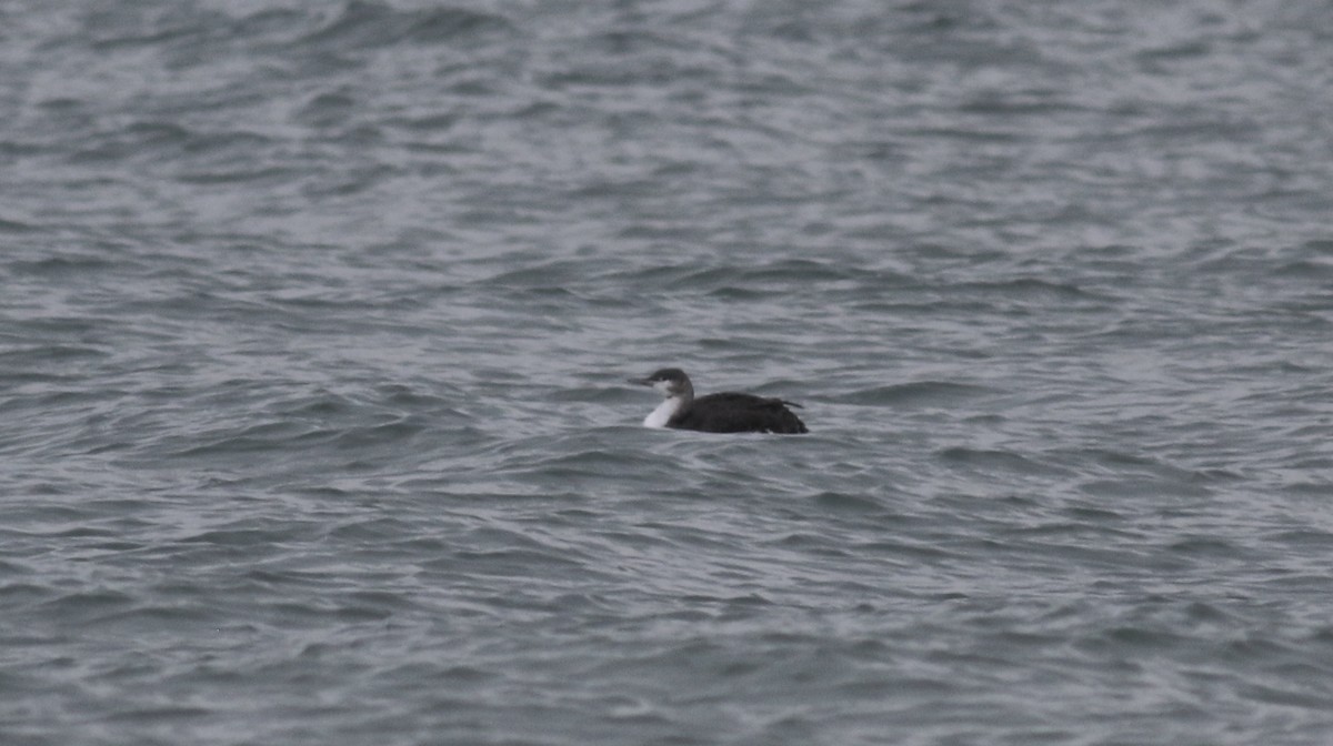 Red-throated Loon - ML297145881