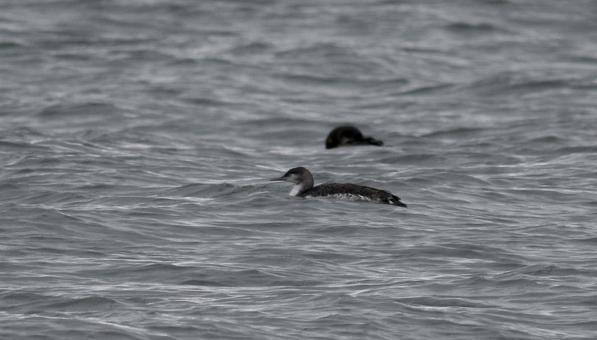 Red-throated Loon - ML297145891