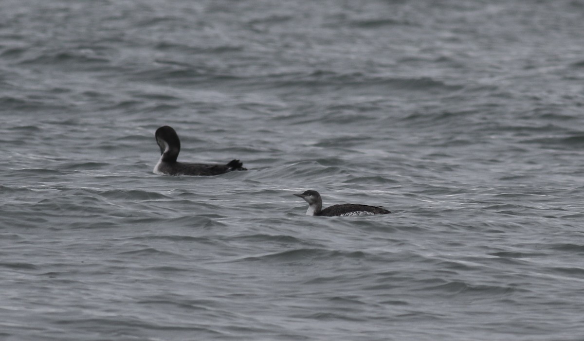 Red-throated Loon - ML297145901