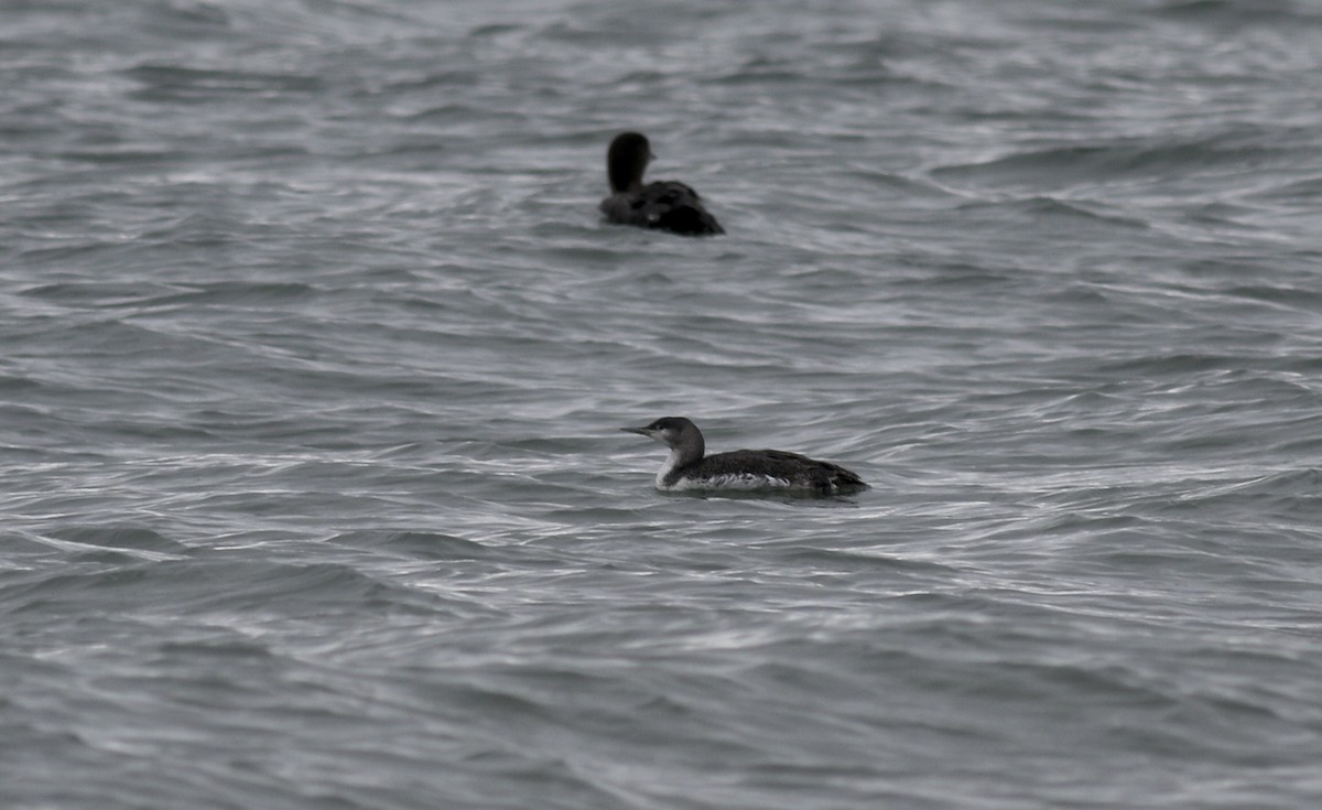 Red-throated Loon - ML297145911