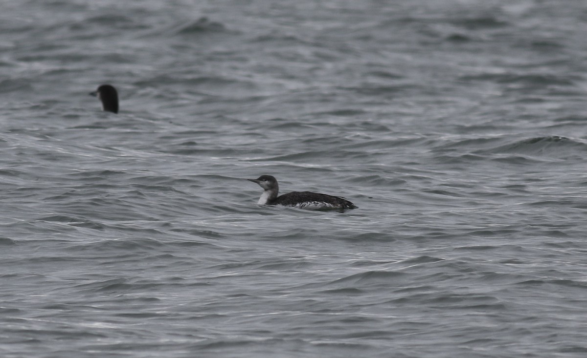 Red-throated Loon - ML297145921