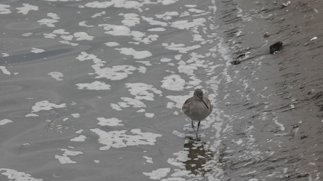 willetsnipe (inornata) - ML297147091