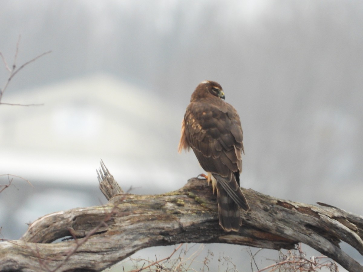 Northern Harrier - ML297147831