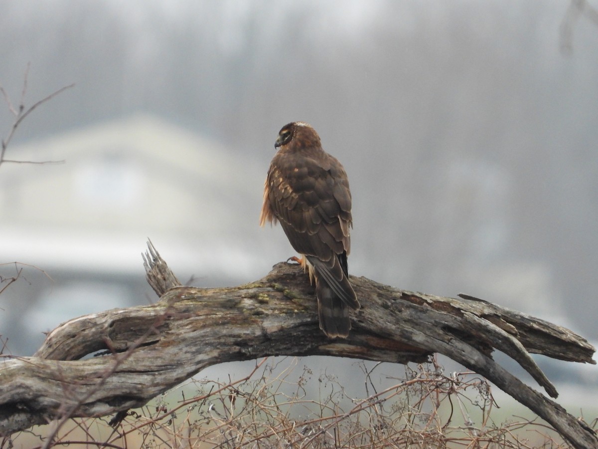 Northern Harrier - ML297148141