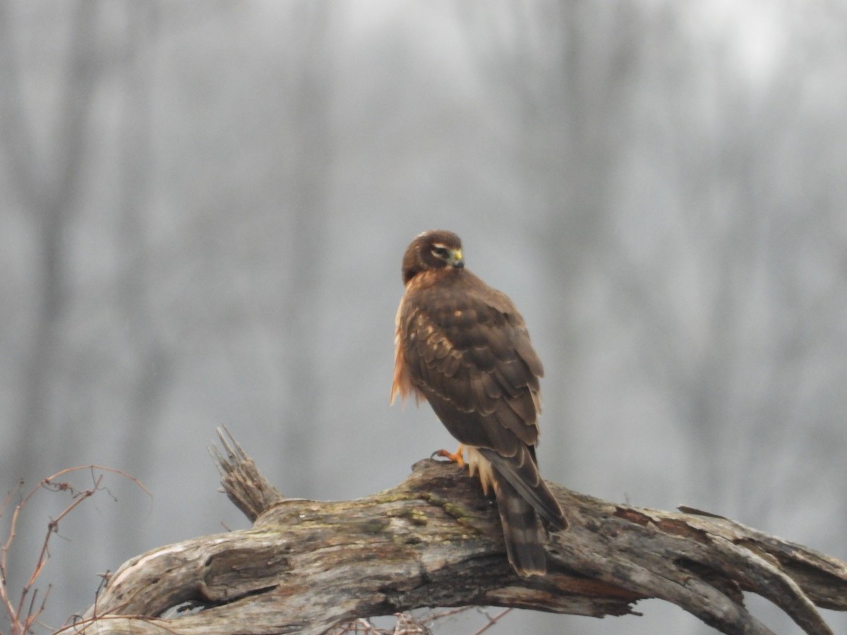 Northern Harrier - ML297148331