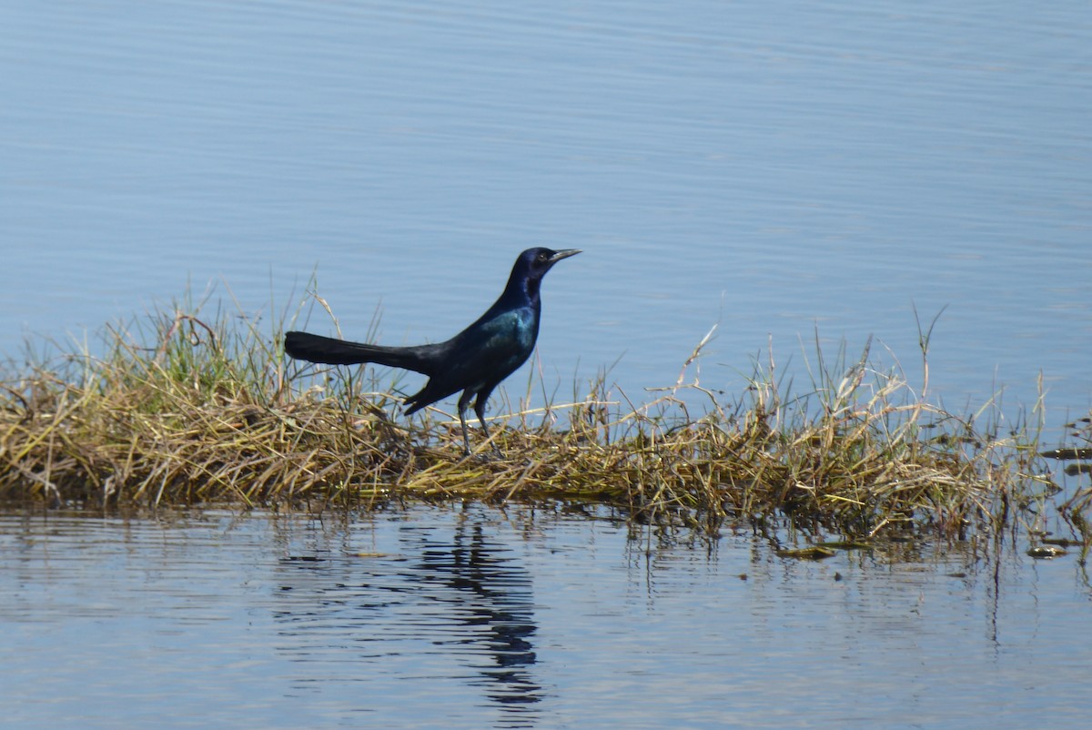 Boat-tailed Grackle - ML297148361