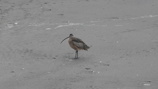 Long-billed Curlew - ML297148821