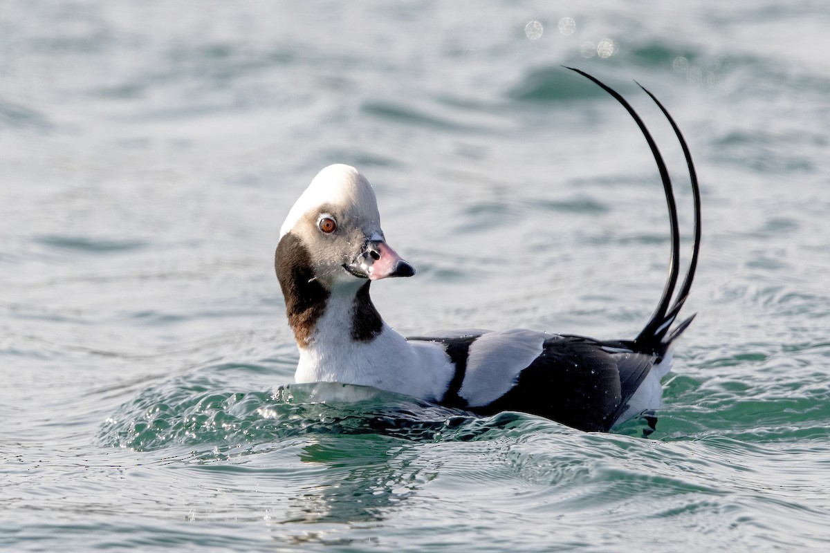 Long-tailed Duck - ML297149861