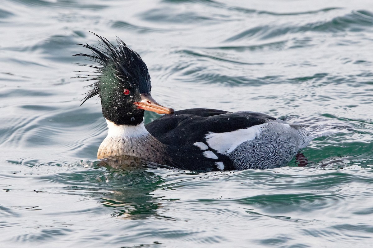 Red-breasted Merganser - Sam Zhang