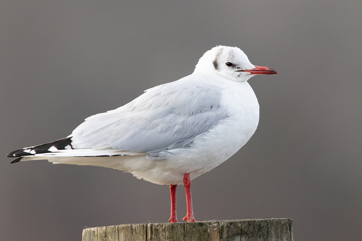 Black-headed Gull - ML297150191