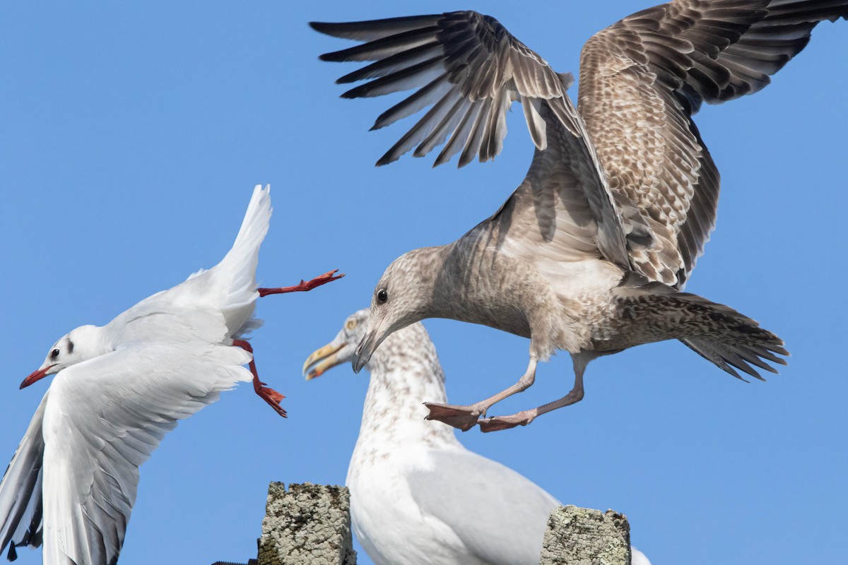 Herring Gull - ML297150381