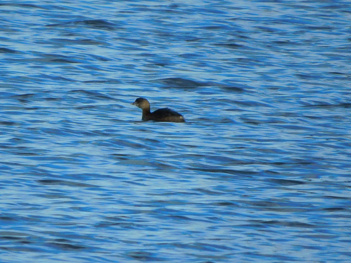 Pied-billed Grebe - ML297150401