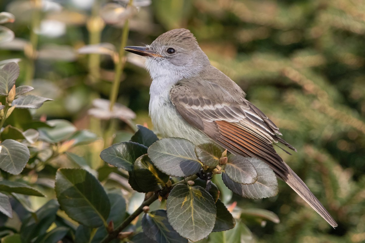 Ash-throated Flycatcher - ML297150691