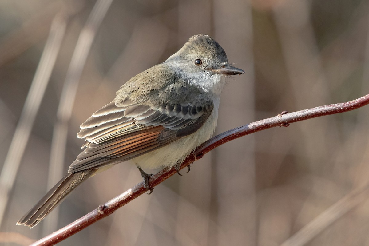 Ash-throated Flycatcher - Sam Zhang