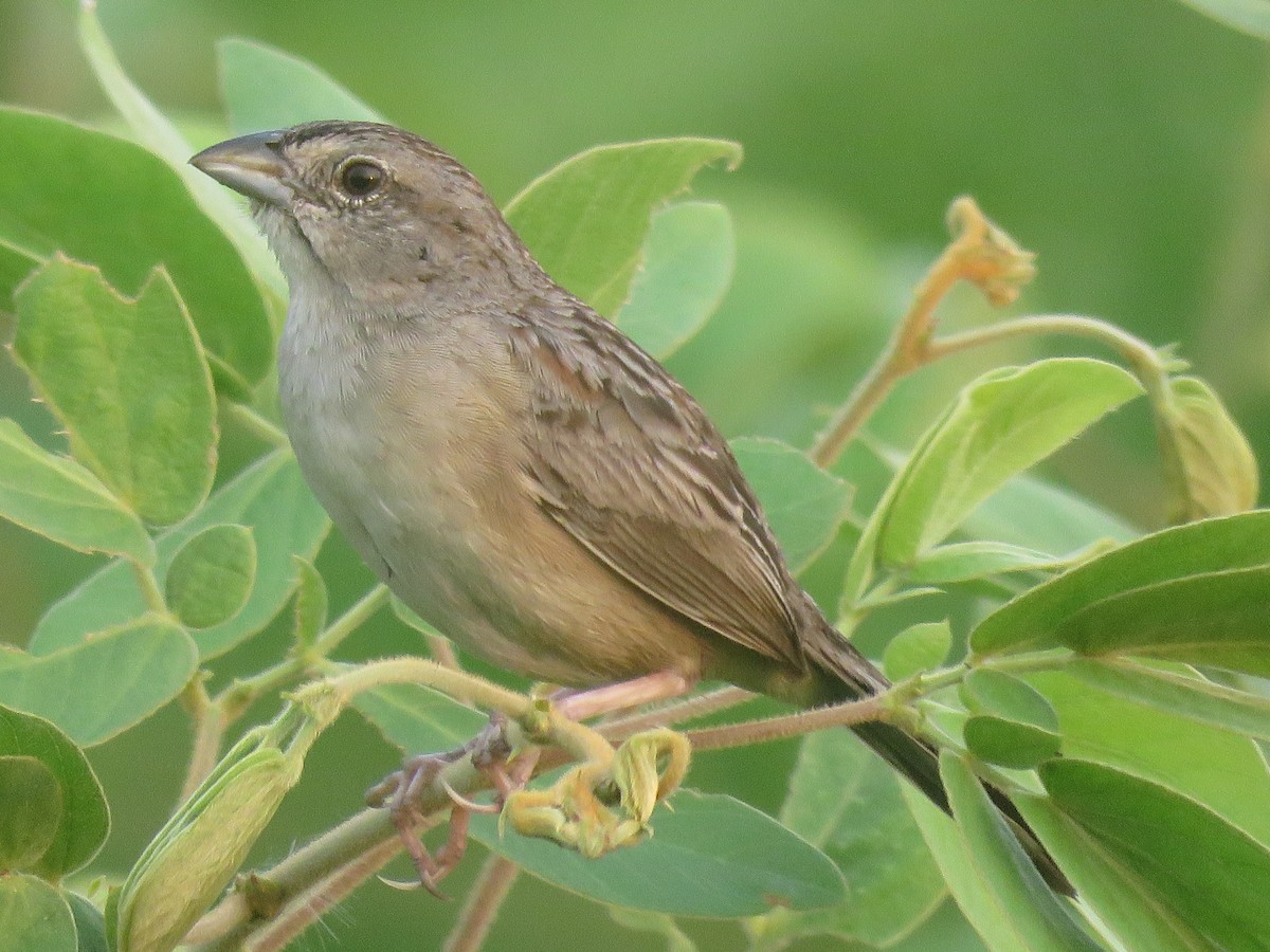 Botteri's Sparrow - ML29715121