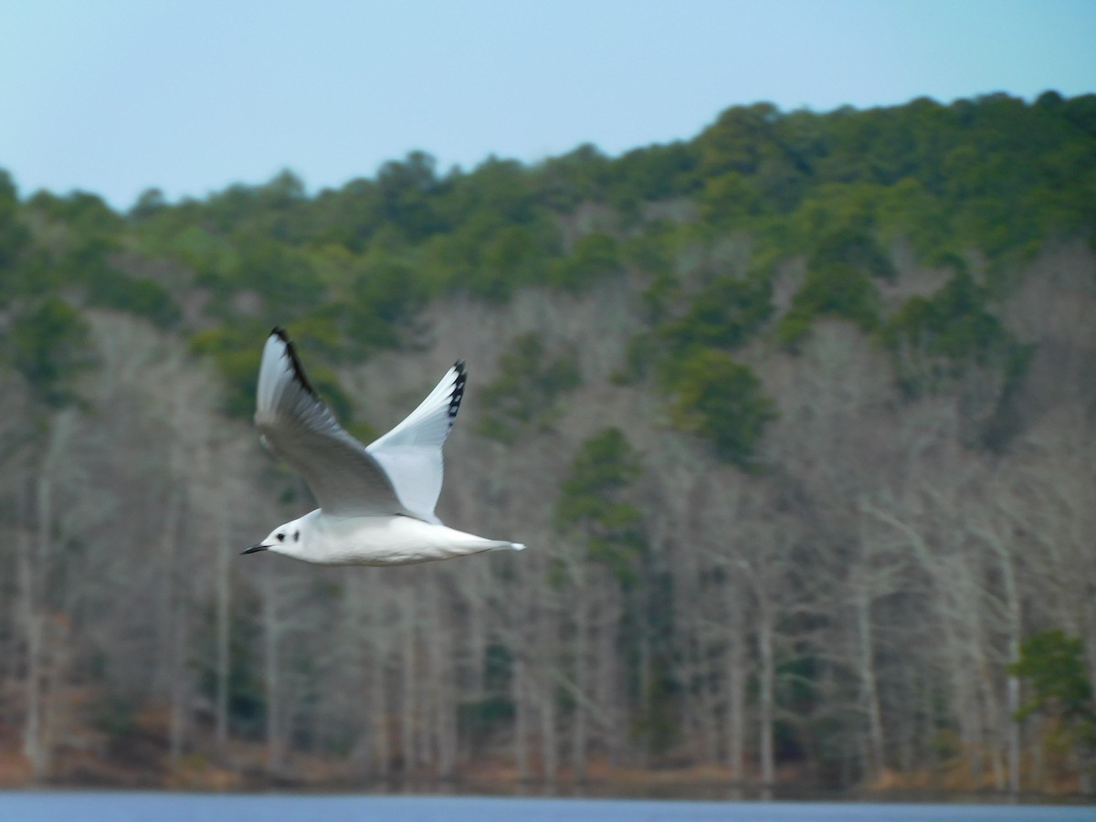 Bonaparte's Gull - ML297151251