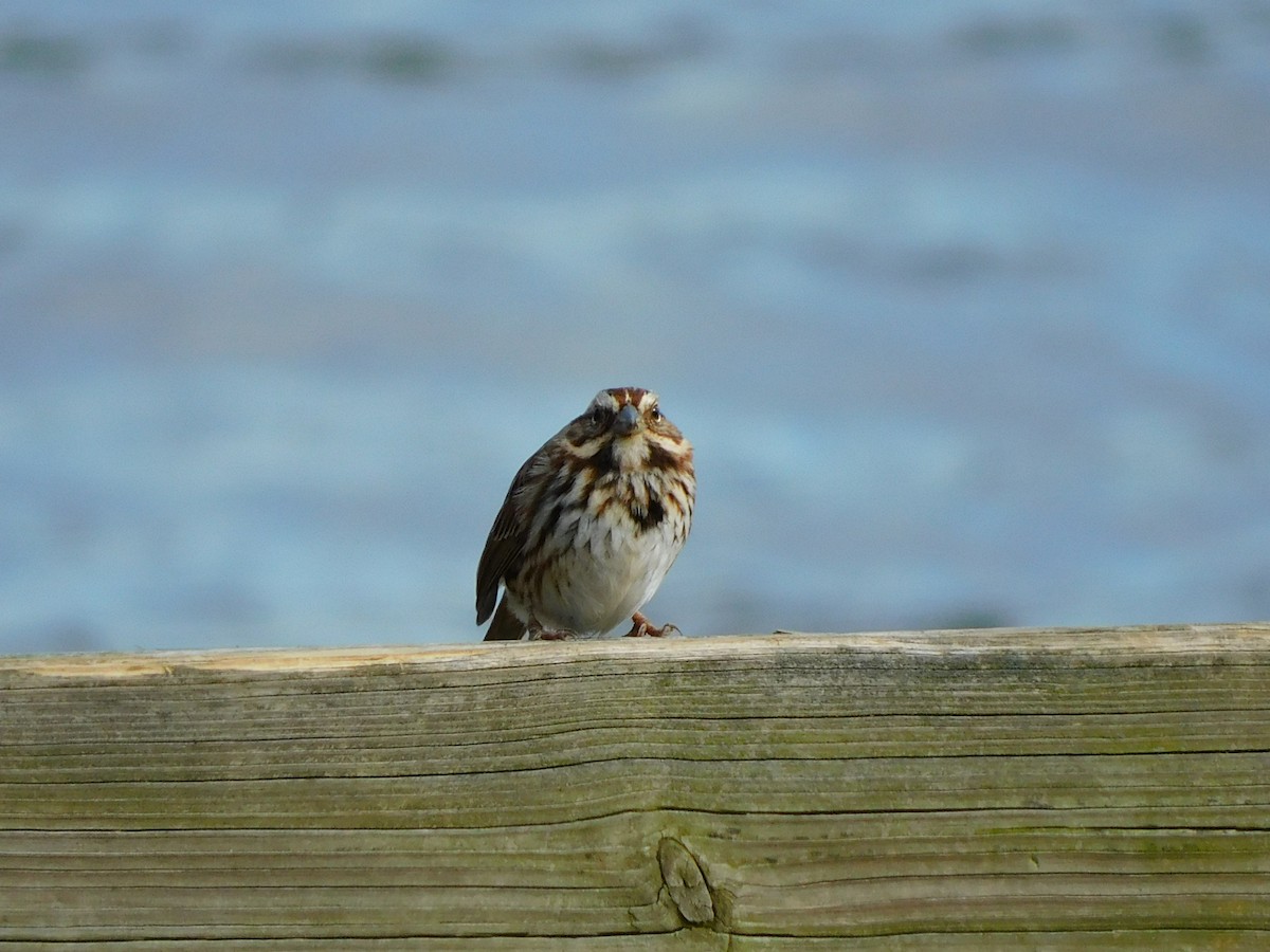 Song Sparrow - ML297151471