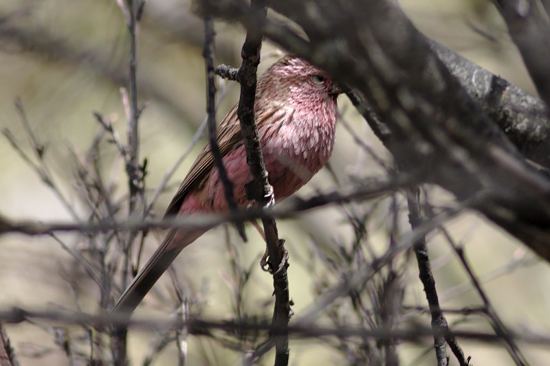 Himalayan Beautiful Rosefinch - ML29715211