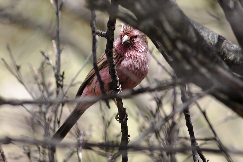 Himalayan Beautiful Rosefinch - ML29715231