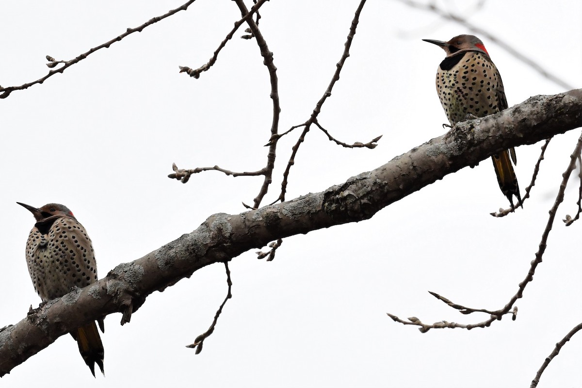Northern Flicker (Yellow-shafted) - ML297152561