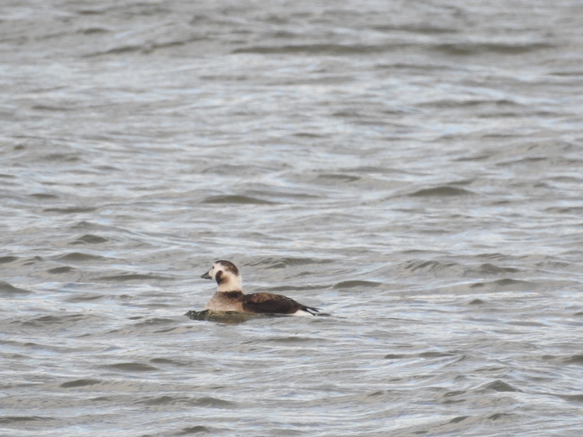 Long-tailed Duck - ML297153081