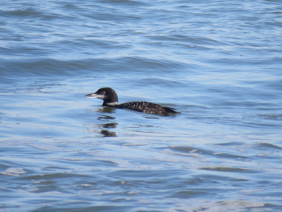 Common Loon - ML297153701