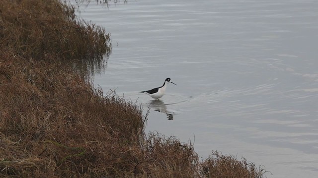 Schwarznacken-Stelzenläufer (mexicanus) - ML297156161