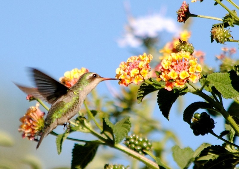 Glittering-bellied Emerald - ML297156651