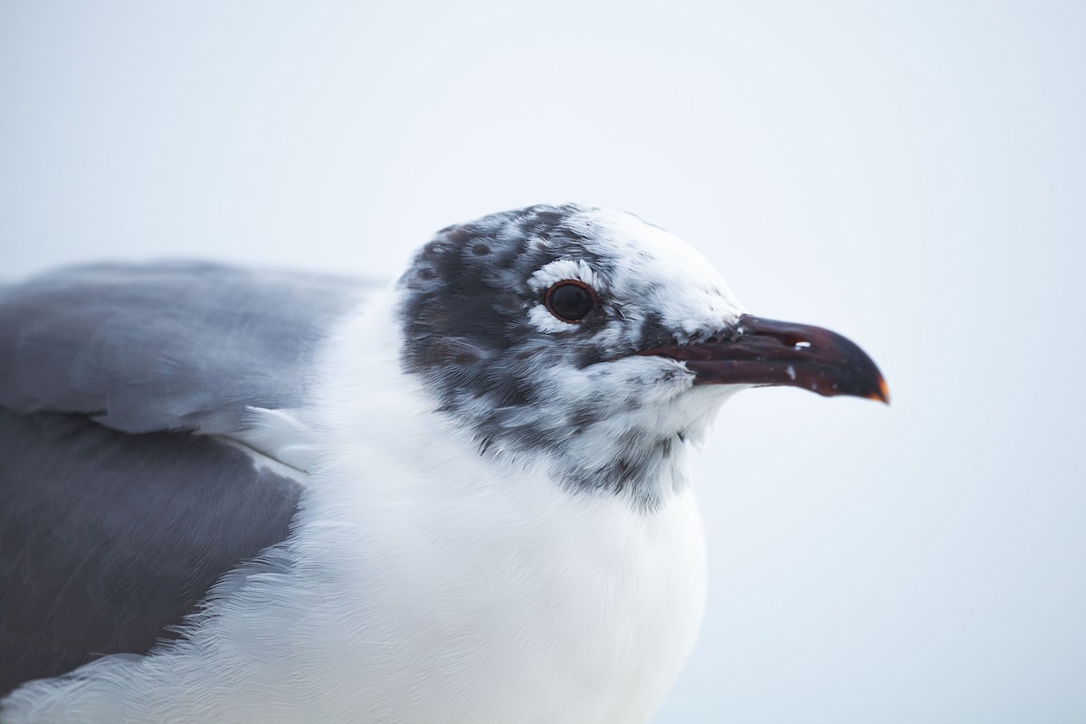 Laughing Gull - ML297157961