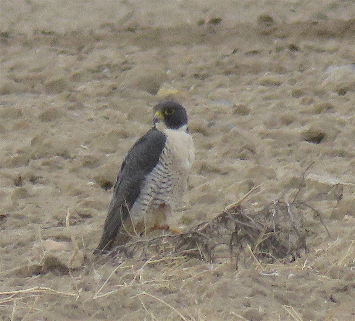 Halcón Peregrino - ML297159011