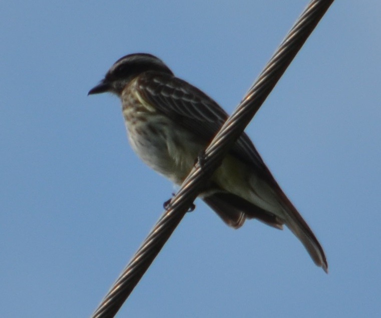 Piratic Flycatcher - ML297159421