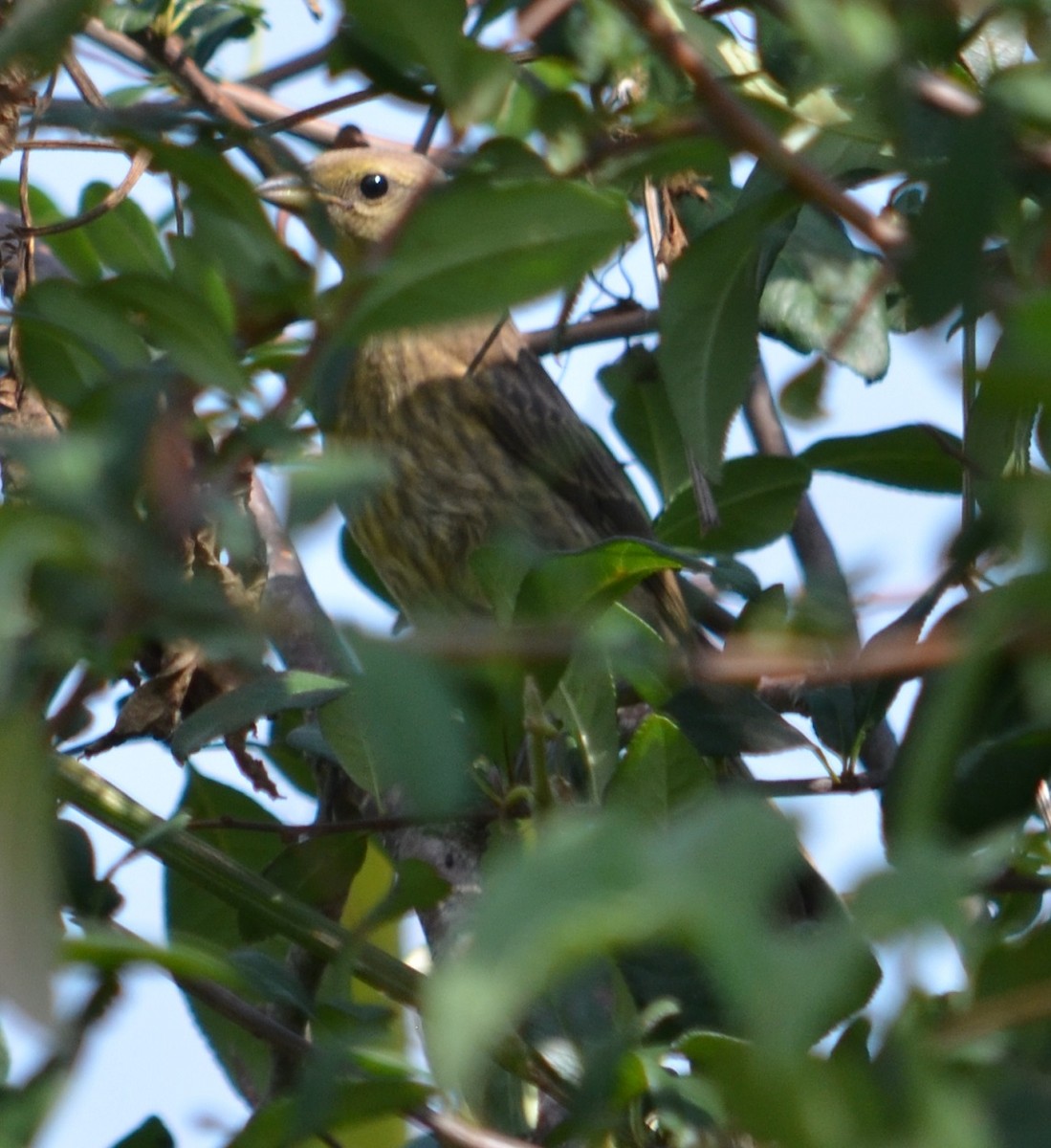 Shiny Cowbird - ML297159481