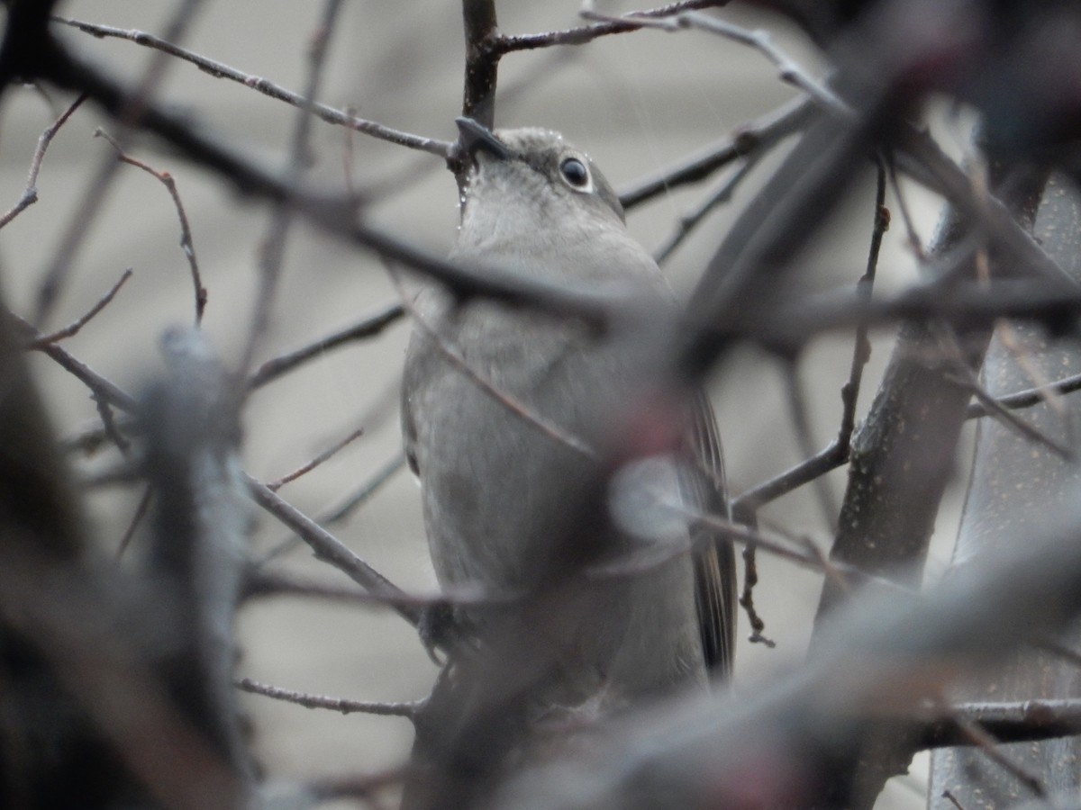 Townsend's Solitaire - ML297159681