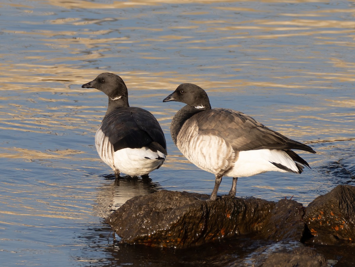 Brant - ML297160621