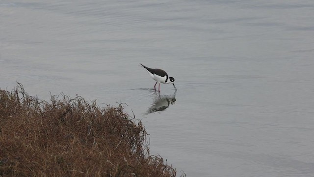 Black-necked Stilt (Black-necked) - ML297162061