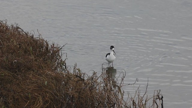 Schwarznacken-Stelzenläufer (mexicanus) - ML297164011