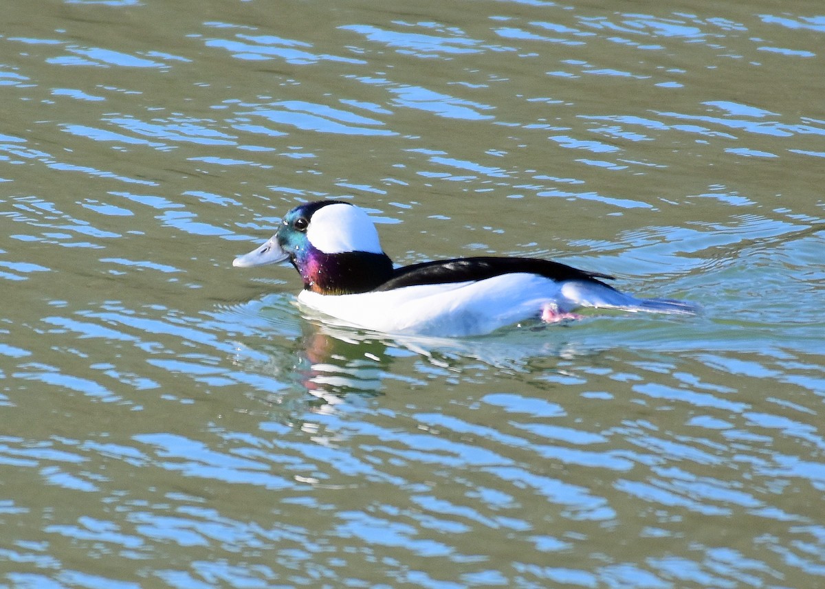 Bufflehead - Mike Mosser