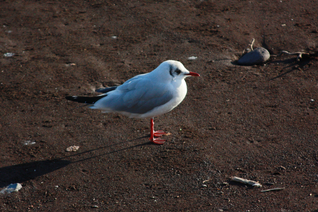 Black-headed Gull - ML297166411